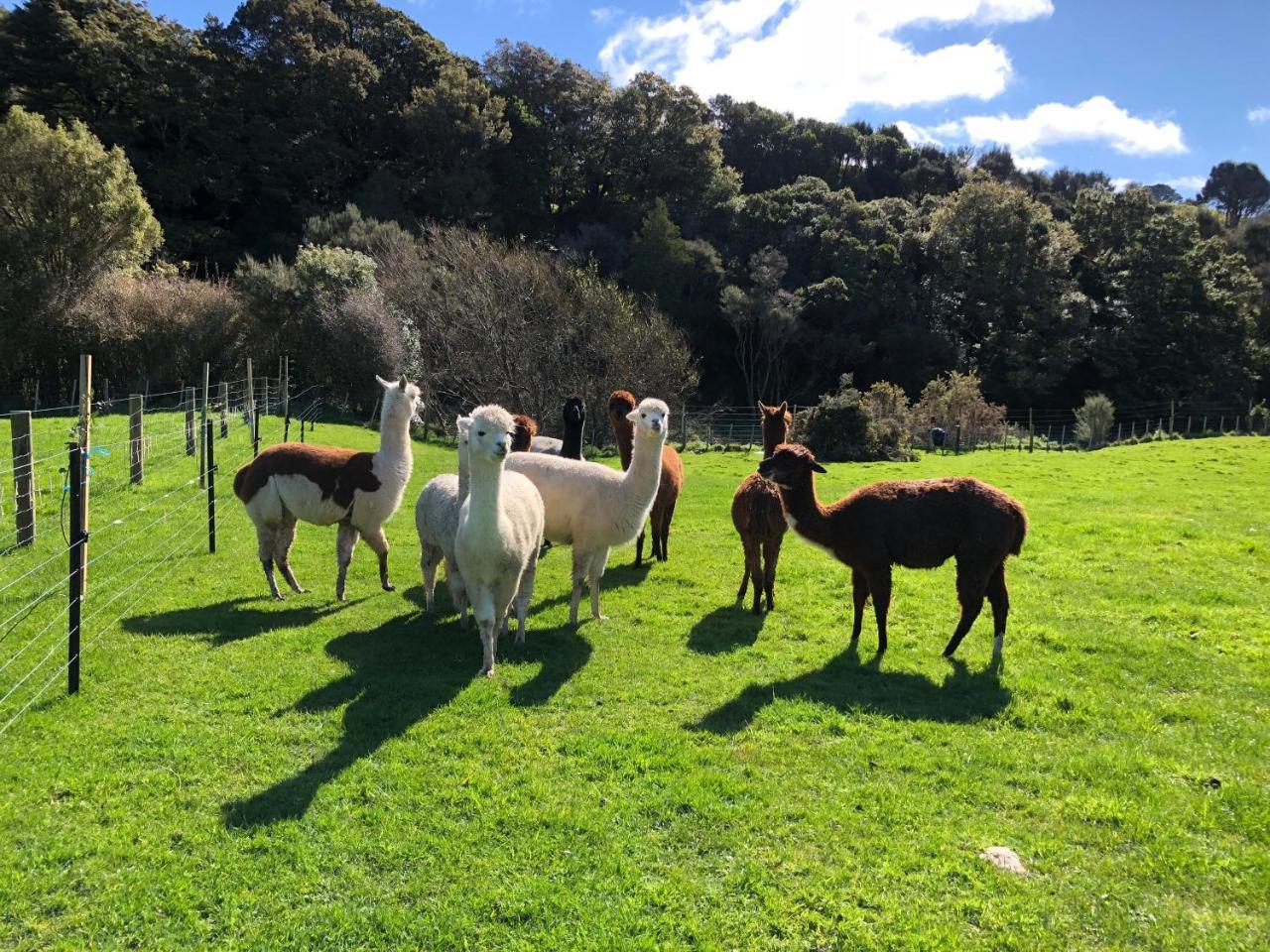 Narrow Neck Creek Farmstay And B&B Upper Hutt Dış mekan fotoğraf